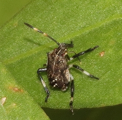 Oncocoris geniculatus