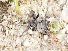 Evaniidae