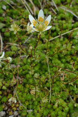 Saxifraga bryoides