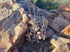 Adromischus triflorus