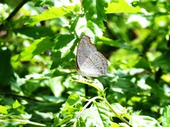Junonia atlites atlites