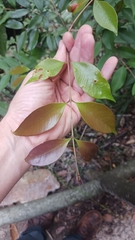 Syzygium myrtifolium