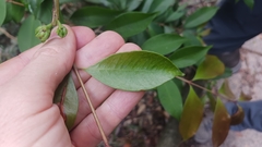 Syzygium myrtifolium