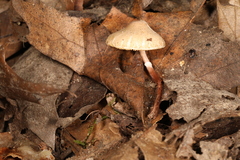 Lepiota neophana