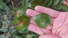 Syzygium myrtifolium