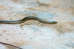 Macroprotodon mauritanicus