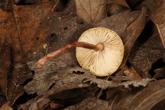 Lepiota neophana