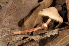 Lepiota neophana