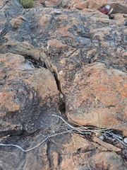 Ornithogalum lithopsoides