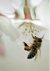 Apis cerana japonica