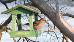 Coccothraustes coccothraustes