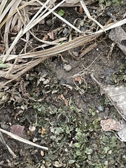 Plagiomnium rostratum