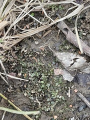 Plagiomnium rostratum