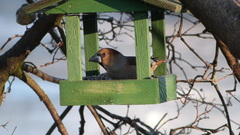 Coccothraustes coccothraustes