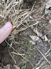 Plagiomnium rostratum