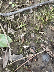 Plagiomnium rostratum