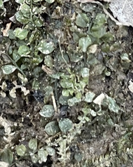 Plagiomnium rostratum