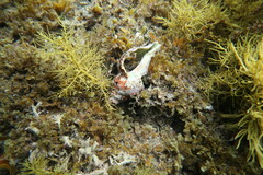 Australaria australasia