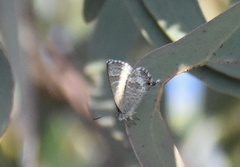 Theclinesthes miskini