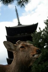 Cervus nippon