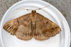 Zanclognatha lunalis