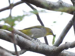 Zosterops simplex simplex