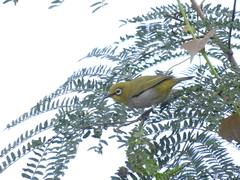 Zosterops simplex simplex