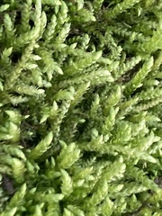 Brachythecium rivulare