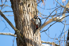 Dendrocopos major