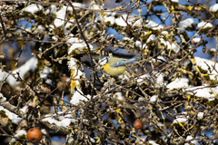 Cyanistes caeruleus