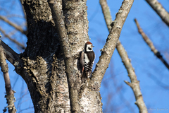 Dendrocoptes medius
