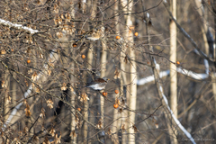 Turdus pilaris
