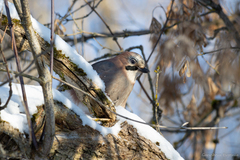 Garrulus glandarius