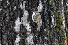 Certhia familiaris