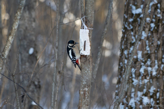 Dendrocopos major