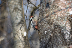 Dendrocoptes medius