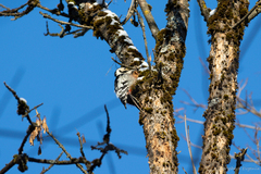 Dendrocopos leucotos