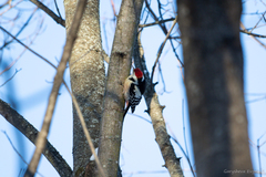 Dendrocoptes medius