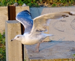 Larus cachinnans