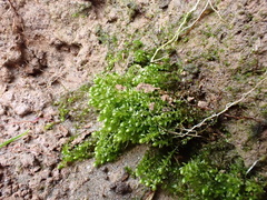 Bryum barnesii