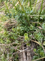 Galium saxatile