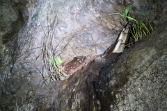 Steatornis caripensis