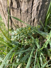 Galium saxatile