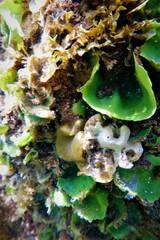 Dictyosphaeria sericea