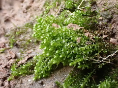 Bryum barnesii