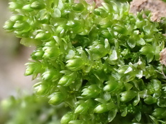 Bryum barnesii
