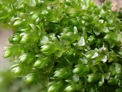 Bryum barnesii