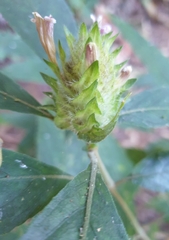 Ruellieae