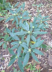 Ruellieae