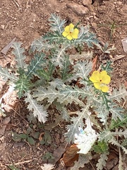 Argemone mexicana